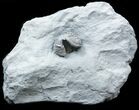 Partially Enrolled Flexicalymene Trilobite From Ohio #30445-3